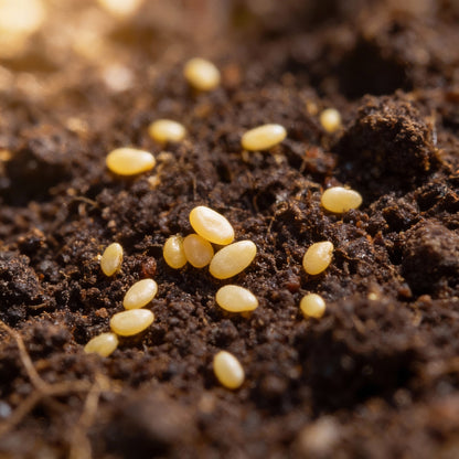 Tomato Tumbler Seeds – Grow Abundant and Delicious Cherry Tomatoes