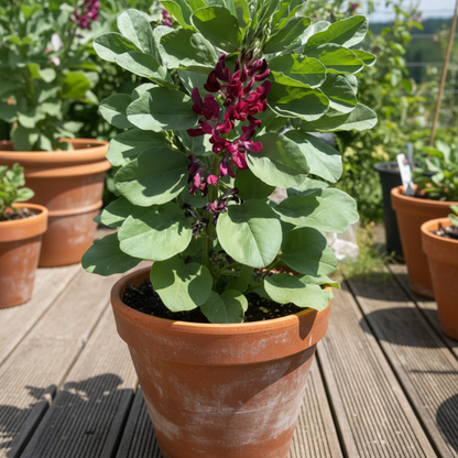 Broad Bean Red Epicure Seeds – High-Yield Nutritious Vegetable Seeds for Gardening