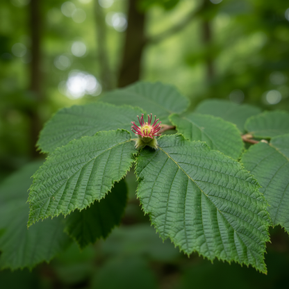 Beaked Hazelnut Seeds (Corylus cornuta) – Hardy Nut Tree Seeds for Gardening
