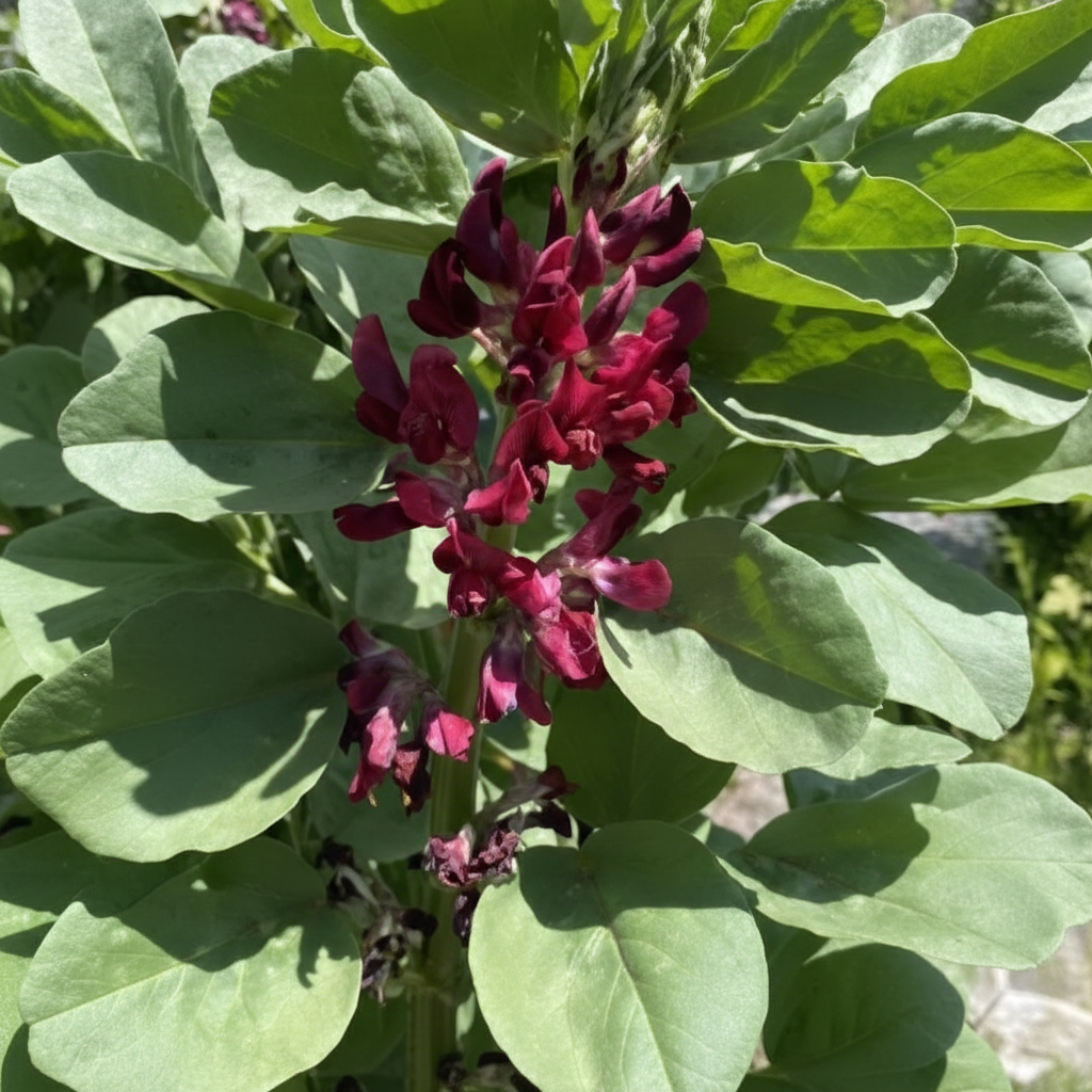 Broad Bean Red Epicure Seeds – High-Yield Nutritious Vegetable Seeds for Gardening