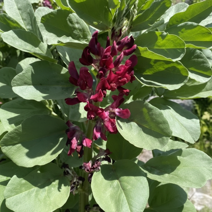 Broad Bean Red Epicure Seeds – High-Yield Nutritious Vegetable Seeds for Gardening