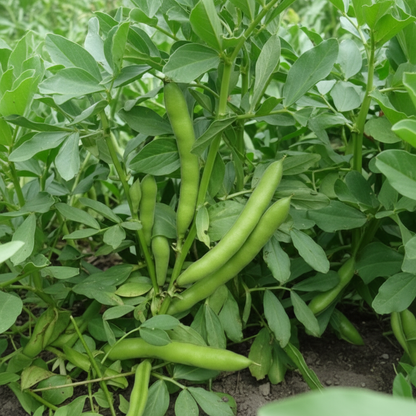 Broad Bean Red Epicure Seeds – High-Yield Nutritious Vegetable Seeds for Gardening