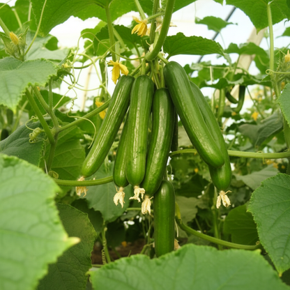 Tyria Cucumber Seeds – High Yield Greenhouse & Outdoor Variety
