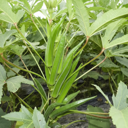 Okra Heirloom Mix Seeds for Planting & Gardening – Premium Quality Non-GMO Varieties