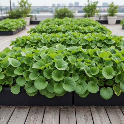 Chinese Mallow Vegetable Seeds – Nutritious Leafy Greens for Home Gardening