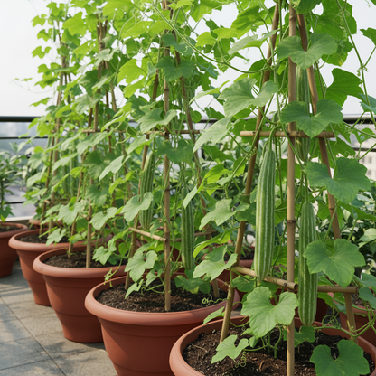 Buag Ngu Naga Snake (Serpent) Gourd Seeds – Exotic Long Green Gourd Vegetable (100 Seeds)