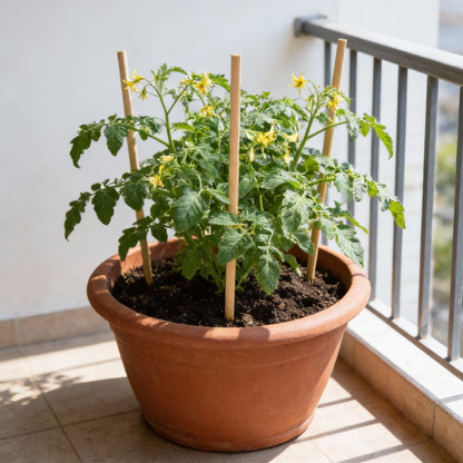 Tomato Tumbler Seeds – Grow Abundant and Delicious Cherry Tomatoes