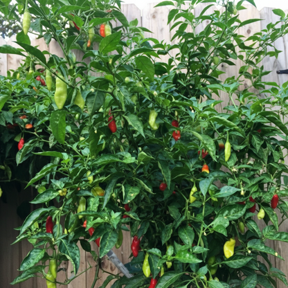 Trinidad Pimento Pepper Seeds – Elevate Your Gardening with Flavorful Exotic Harvests