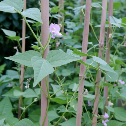 Bean Tepary Blue Seeds – Unique & Nutritious Blue Beans for Home Gardening
