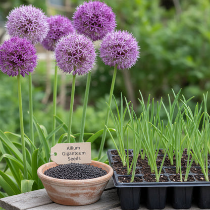 Mix Giant Allium Giganteum Flower Seeds – Stunning Perennial Blooms