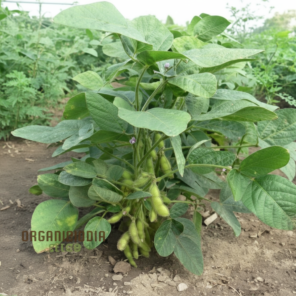 Midori Giant Edamame Soybean Seeds – Grow Large, Nutritious Green Pods