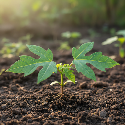 Red Lady 786 Papaya Seeds – High Yield Sweet Tropical Fruit Seeds