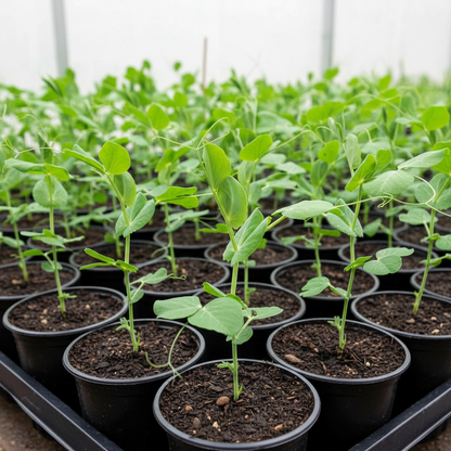 Meteor Pea Vegetable Seeds – Heirloom Snow Pea Variety for Home Gardening