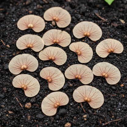 Sycamore Tree Seeds – Fast-Growing & Hardy Shade Tree