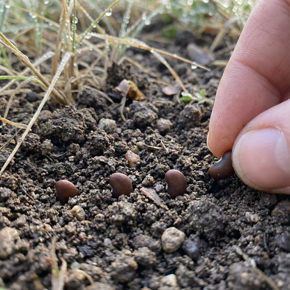 Bird’s Foot Trefoil Flower Seeds – Hardy Perennial Wildflower for Pollinators