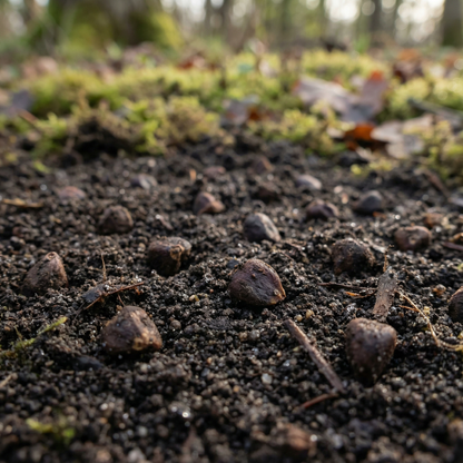 Yellow Cowslip Flower Seeds – Hardy Perennial Wildflowers for Vibrant Gardens