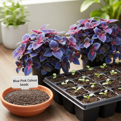 Blue & Pink Coleus Seeds – Vibrant Ornamental Foliage Plant