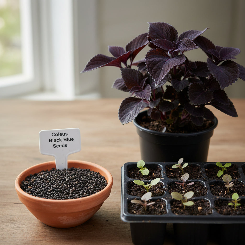 coleus-black-blue-seeds-bold-dark-foliage-plant