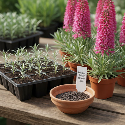 Echium Pink Poker Flower Seeds – Exotic Spiked Blooms for Ornamental Gardens