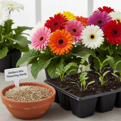 Gerbera Mix Flowering Seeds for Planting