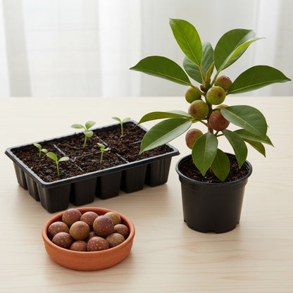 Moreton Bay Fig Tree Seeds (Ficus macrophylla) – Rare Ornamental Tree Seeds