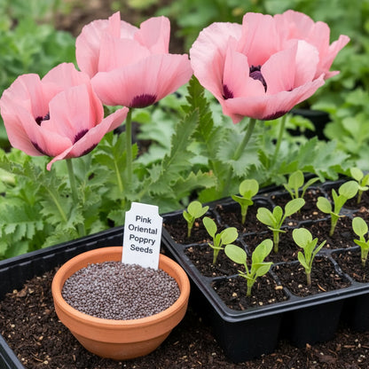 Pink Oriental Poppy Seeds – Herbaceous Perennial with Large Bright Blooms