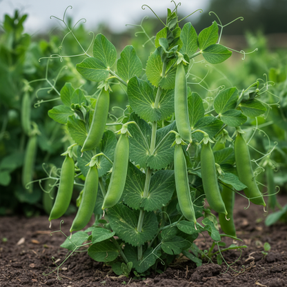 Hurst Green Shaft Pea Seeds – Heirloom English Garden Vegetable Seeds