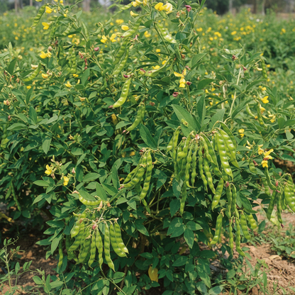 Pigeon Pea Vegetable Seeds – Nutritious Legumes for Your Garden Harvest