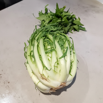 Chicory Catalogna (Puntarelle) Seeds – Hardy GMO-Free Leafy Vegetable Seeds
