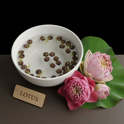 Mixed Bowl Lotus Seeds – Colorful Aquatic Blooms for Water Gardens