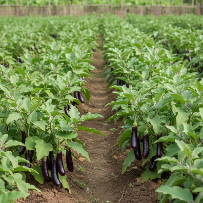 Aubergine Farmer’s Long F1 Hybrid Seeds – High-Yield Long Eggplant for Home Gardening