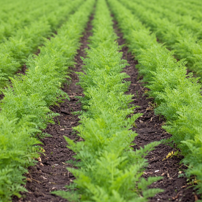 Carrot Ruby Prince F1 Seeds – Sweet, Crisp Red Carrots for Home Gardening