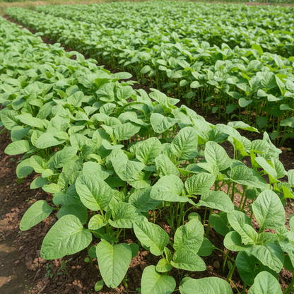 Kashmiri Saag Seeds – Heirloom Leafy Green Seeds for Home & Kitchen Gardens