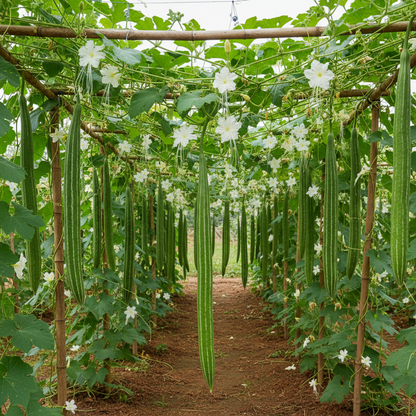 Buag Ngu Naga Snake (Serpent) Gourd Seeds – Exotic Long Green Gourd Vegetable (100 Seeds)