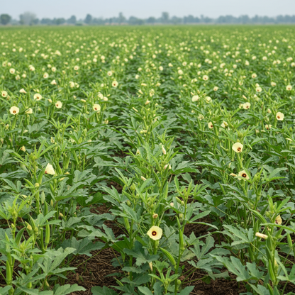 Okra Heirloom Mix Seeds for Planting & Gardening – Premium Quality Non-GMO Varieties
