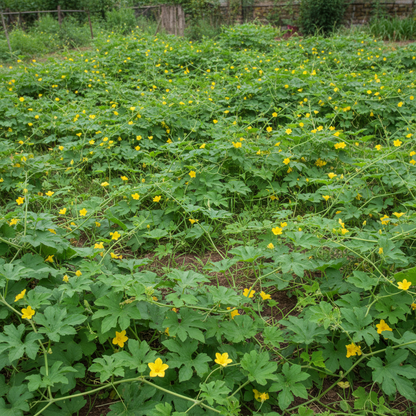 Bitter Melon Japanese Long Seeds for Planting & Gardening – Premium Quality Vegetable Seeds