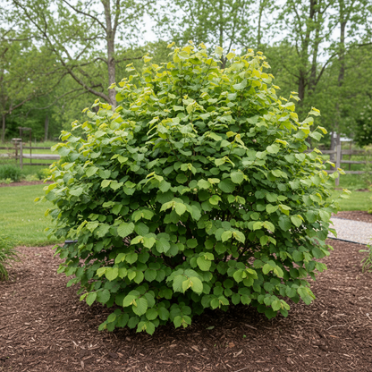 Beaked Hazelnut Seeds (Corylus cornuta) – Hardy Nut Tree Seeds for Gardening