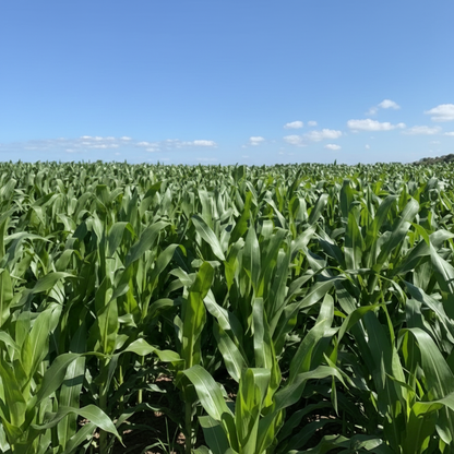 Roundup Ready Corn Planting Seeds – High-Performance Maize Seeds for Farming