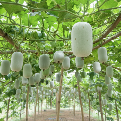 Ash Gourd Seeds – High Quality Heirloom Vegetable Seeds for Home Gardening