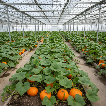 Pumpkin Seeds Atlantic Giant – Premium Giant Pumpkin Seeds for Home Gardening