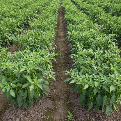 Premium Chilli Vegetable Seeds – High Yield Spicy Pepper Seeds for Home Gardening