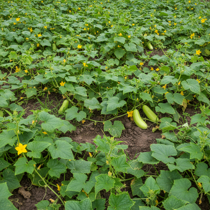 Cucumber Honey Plus Seeds – Sweet & Crisp Hybrid Cucumber Seeds for Gardening