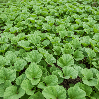 Chinese Mallow Vegetable Seeds – Nutritious Leafy Greens for Home Gardening