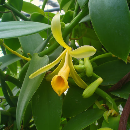 Vanilla Planifolia Orchid Seeds – Vanilla Orchid Plant