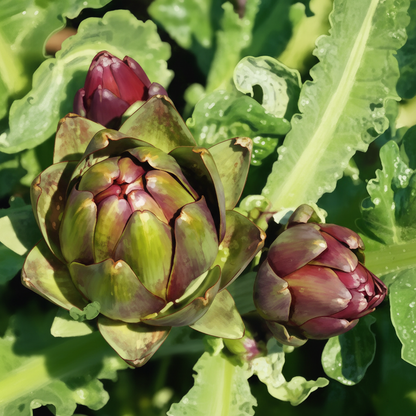 Artichoke Colorado Red Star Seeds – Grow Stunning Red-Purple Artichokes