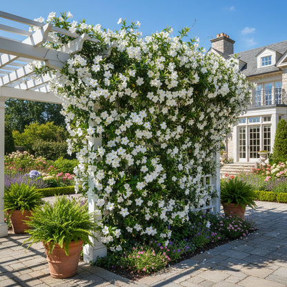 White Mandevilla Vine Flower Seeds for Planting