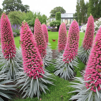 Echium Pink Poker Flower Seeds – Exotic Spiked Blooms for Ornamental Gardens