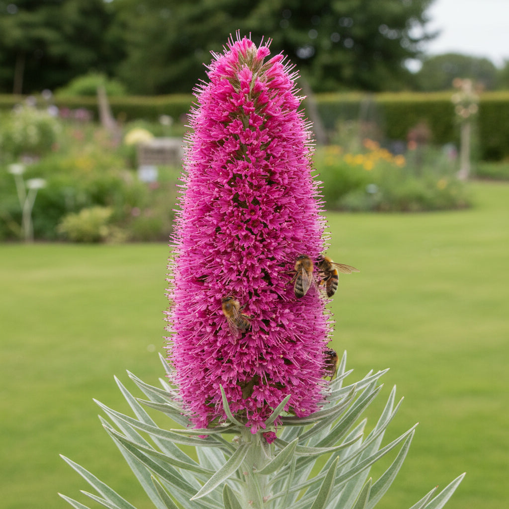 Echium Pink Poker Flower Seeds – Exotic Spiked Blooms for Ornamental Gardens