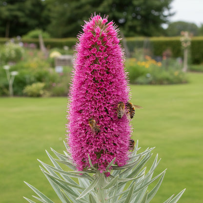 Echium Pink Poker Flower Seeds – Exotic Spiked Blooms for Ornamental Gardens