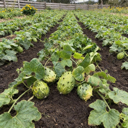 African Horned Cucumber Seeds – Organic Seeds for Exotic Fruit Gardening
